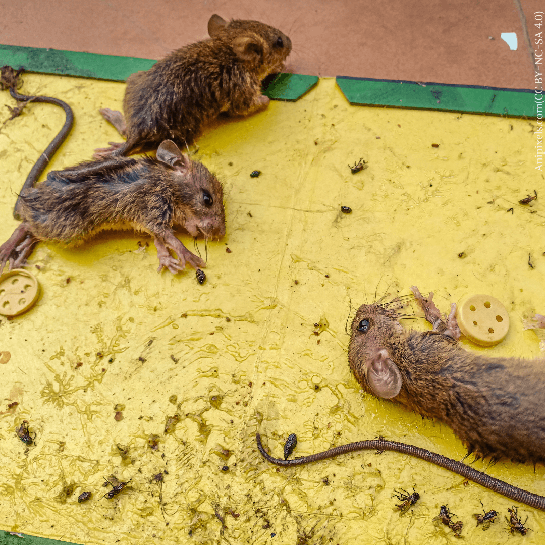 Himachal Pradesh Bans Glue Traps to Protect Rodents and Other Small Animals, Following PETA India Appeal - Blog - PETA India Himachal Pradesh Bans Glue Traps to Protect Rodents and Other Small Animals, Following PETA India Appeal - Blog - PETA India