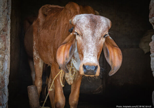 PETA इंडिया की शिकायत के बाद, माता गाय को मारने वाले डेयरी कर्मियों के खिलाफ़ FIR दर्ज़ की गई