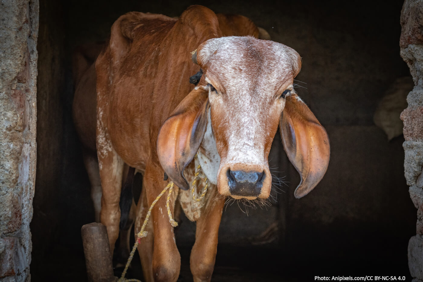 FIR Registered Following PETA India Complaint Against Dairy Workers for Thrashing Mother Cow - Blog - PETA India FIR Registered Following PETA India Complaint Against Dairy Workers for Thrashing Mother Cow - Blog - PETA India