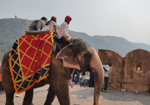 PETA India: India's Animal Rights Organisation | PETA India PETA India: India's Animal Rights Organisation | PETA India