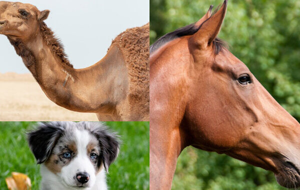 PETA इंडिया की शिकायत के बाद जंबो सर्कस के खिलाफ FIR दर्ज की गई