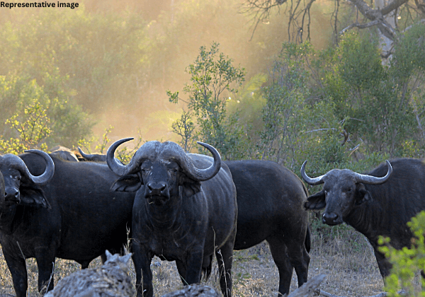 Victory! Following PETA India Pressure, Illegal Buffalo Fighting Event Called Off in Solapur