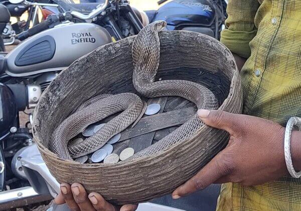 Raipur Forest Department Books Snake Charmer Following PETA India Complaint