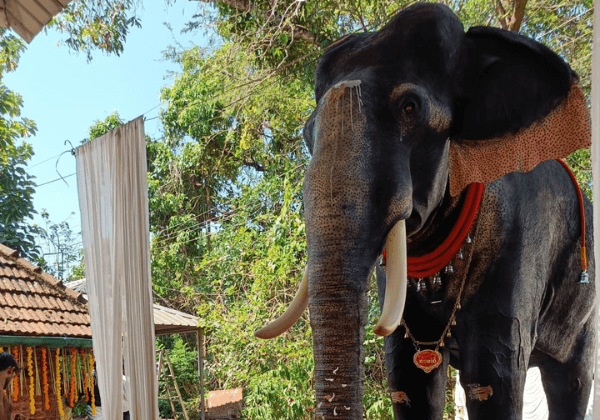 केरल के मंदिर ने PETA इंडिया द्वारा उपहार में दिए गए सजीव दिखने जैसे मशीनी हाथी के ‘नादयिरुथल’ का जश्न मनाया