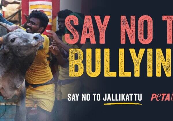 PETA इंडिया के नए बिलबोर्ड अभियान में जल्लीकट्टू को BULLing घोषित किया गया