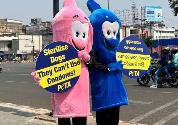 PETA India’s Giant ‘Condoms’ Promote Animal Birth Control Ahead of World Spay Day