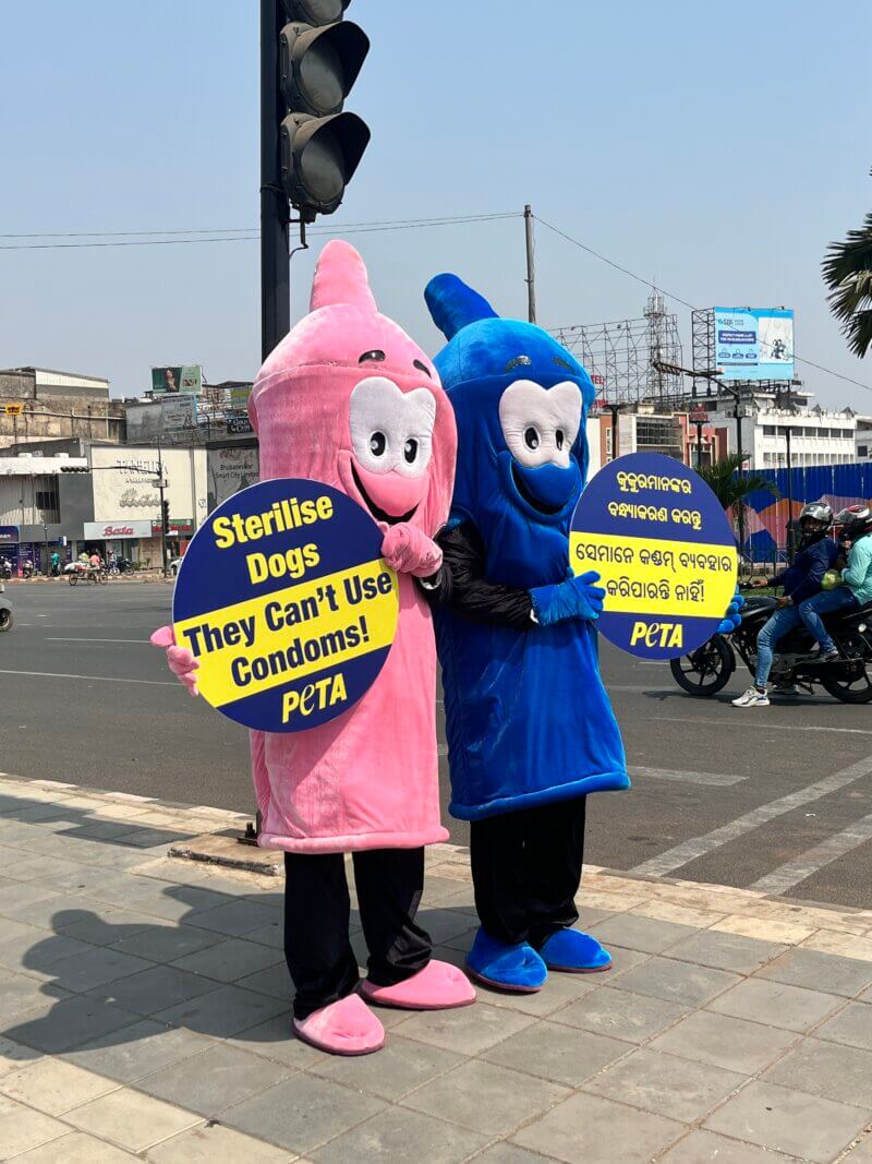 world spay day condom demo image