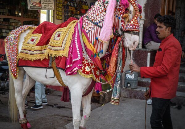 PETA इंडिया और PFA भीलवाड़ा द्वारा दर्ज़ कराई गई शिकायत के बाद, घोड़े के साथ दुर्व्यवहार के मामले में FIR दर्ज़ की गई