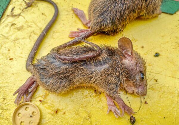 PETA इंडिया की अपील के बाद कर्नाटक सरकार ने चूहे एवं अन्य नन्हें जीवों की रक्षा हेतु अवैध ग्लू ट्रेप पर रोक लगाई