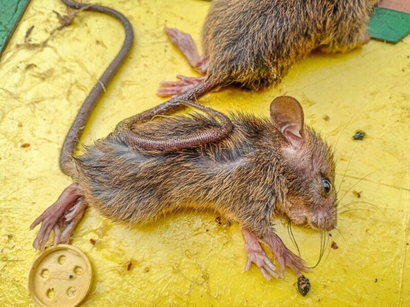 Rat stuck in glue trap
