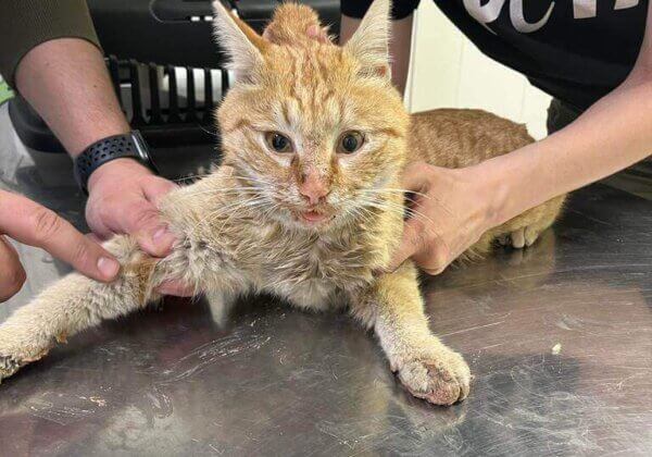 Turkey Earthquake Updates: PETA India–Supported Rescuers Hear Cat’s Alarm Bells