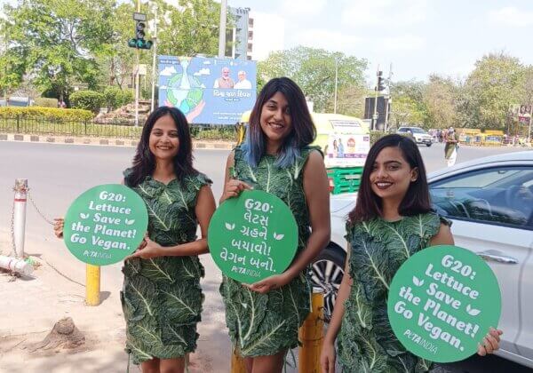 PETA इंडिया के कार्यकर्ताओं ने गुजरात में G20 मीट के दौरान जनता को वीगन जीवनशैली अपनाने हेतु प्रेरित किया