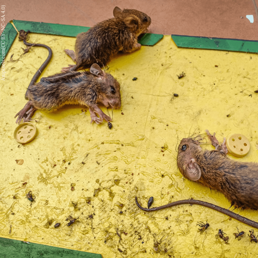 Rats stuck in glue trap