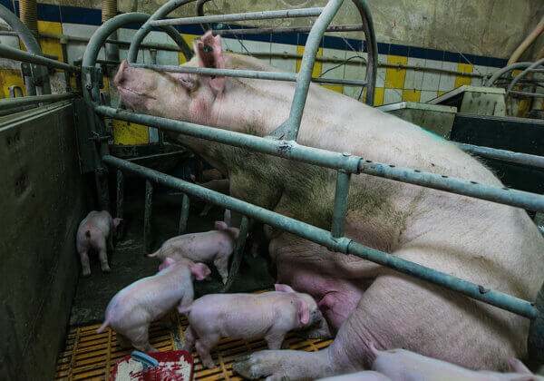 PETA इंडिया की अपील के बाद, महाराष्ट्र सरकार ने माता सूअरों को कैद में रखने वाले पिंजरों के खिलाफ़ सर्क्युलर ज़ारी किया