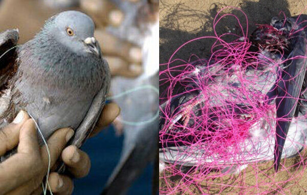 Maharashtra Government Prohibits Use of Glass-Coated Cotton and All Other Forms of Manja Following PETA India Appeal