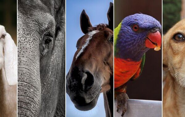 BJP and Congress Urged to Include Animal Welfare Protections in 2024 Party Manifestos