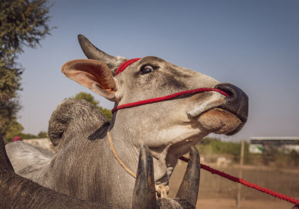 Central Government Notifies Rules Requiring Pain-Managed Castration, Other Animal Husbandry Improvements Following Appeals by PETA India 