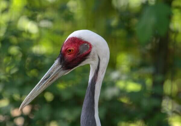 PETA India Makes Plea For Seized Crane’s Release From Kanpur Zoo, Says Bird Must Not Be Punished For Showing Gratitude and Falling in Love