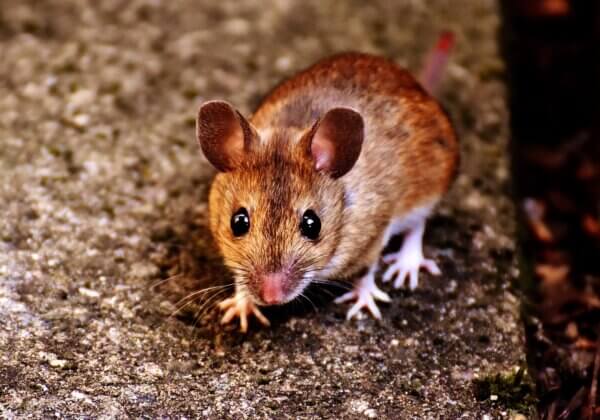Mizoram Stands Up for Rodents, Bans Cruel Glue Traps Following PETA India Appeal
