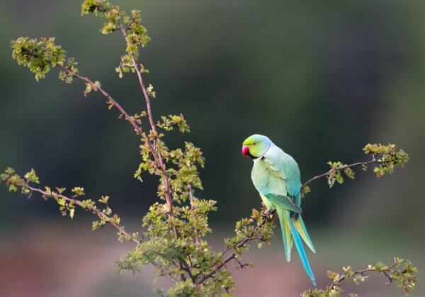 YouTuber Booked by Assam Forest Department for Capturing and Selling Parakeets, Two Rescued Following PETA India Complaint