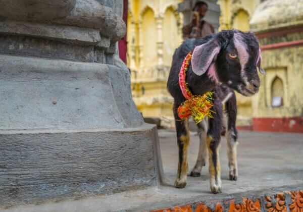 FIR Registered for Sacrifice of Goats in Chitradurga Following PETA India Complaint