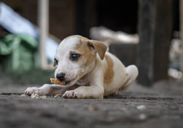 PETA इंडिया की शिकायत के बाद रायपुर पुलिस ने कुत्ते के बच्चों को बोरे में भरकर फेंकने के खिलाफ़ मामला दर्ज़ किया