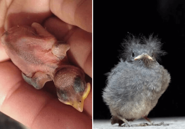 What to Do if You Find a Baby Bird