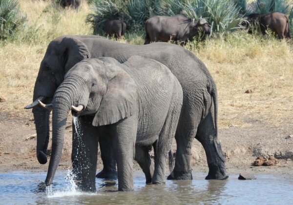 ऐसे पाँच कदम जो आप हाथियों की सहायता करने के लिए उठा सकते हैं: