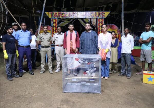 PETA इंडिया की शिकायत के बाद बीरभूम पुलिस द्वारा टार्ज़न सर्कस से अफ्रीकी ग्रे तोतों को जब्त किया गया