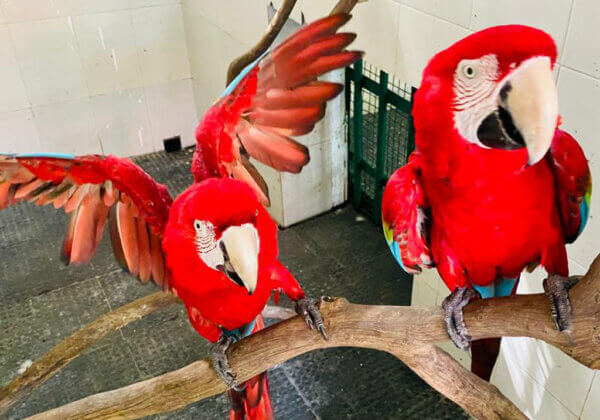 Birds Rescued From Great Bombay Circus After Thrissur Court Orders Rehabilitation and Animal Welfare Board Show Cause Notice Following PETA India Complaint