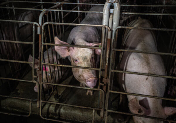 PETA इंडिया की अपील के बाद, हरियाणा माता सूअरों को कैद में रखने वाले पिंजरों पर रोक लगाने वाले 20 राज्यों में शामिल