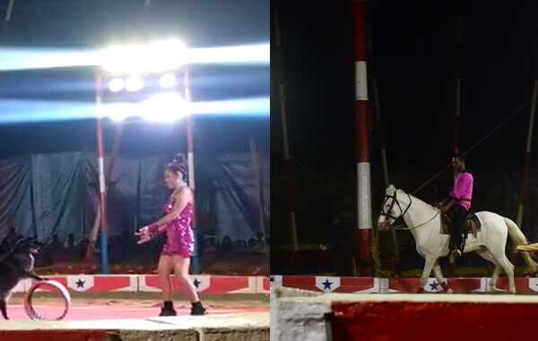 FIR Registered Against Jumbo Circus Following Complaint by PETA India
