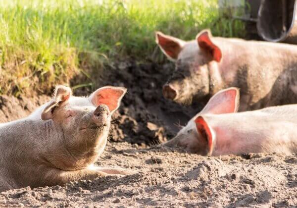 West Bengal Joins Over 20 Other States and UTs in Prohibiting the Confinement of Mother Pigs to Crates Following Push From PETA India