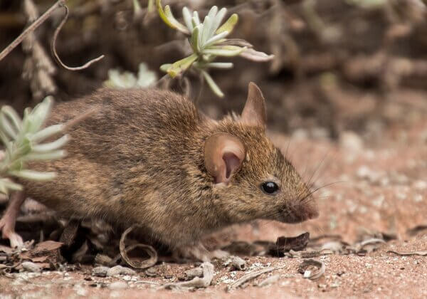 Madhya Pradesh Stands Up for Rodents, Bans Cruel Glue Traps Following PETA India Appeal