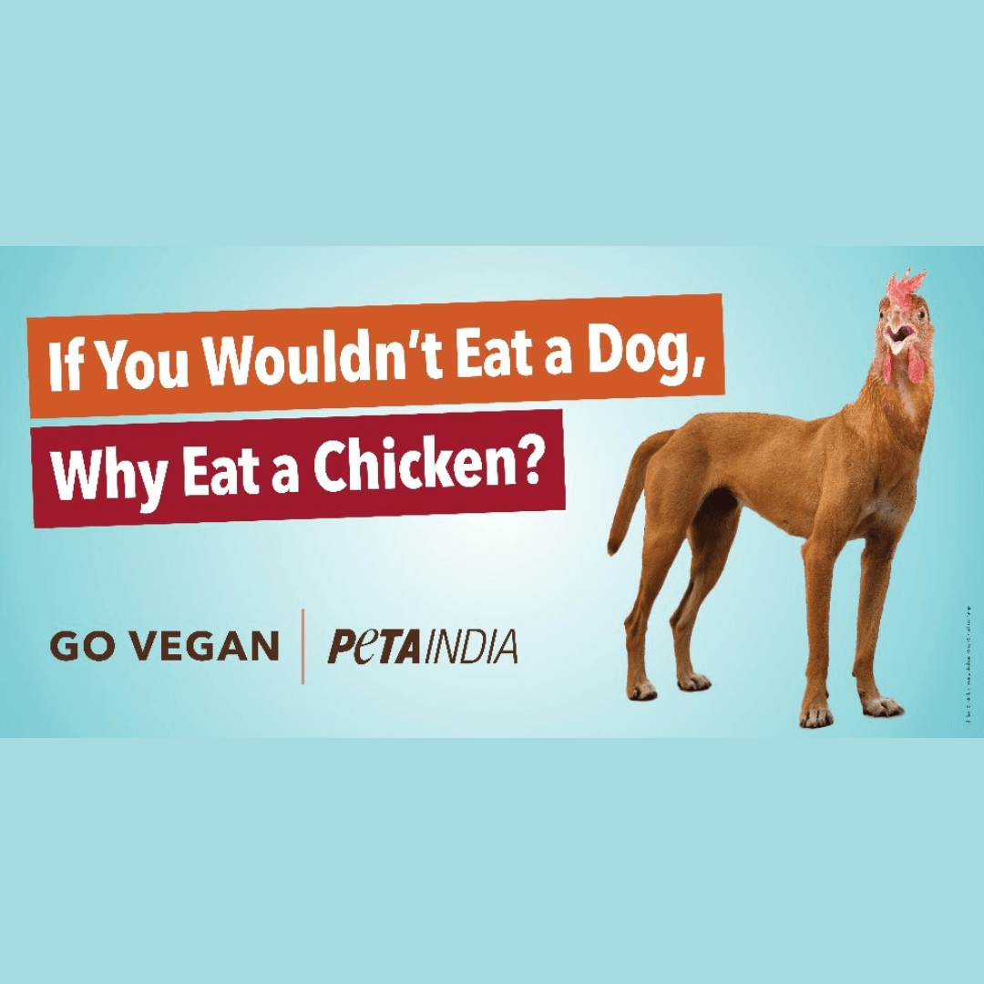 Can Dogs Be Vegan Peta