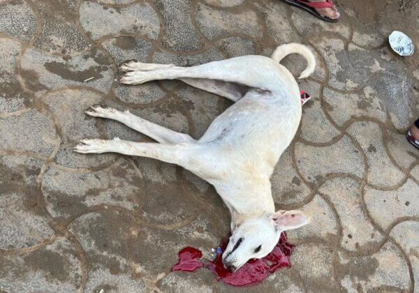 Following a PETA India Complaint, Nagaur Police Register FIR Against Men for Cruelly Beating a Dog to Death