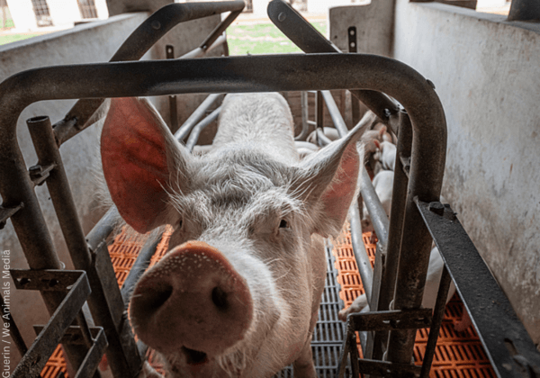 Arunachal Pradesh Becomes 23rd State/UT to Prohibit Confining Mother Pigs to Crates Following Push From PETA India
