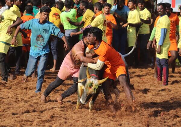 PETA India Moves Supreme Court With New Investigations Into Jallikattu, Kambala and Bull Races