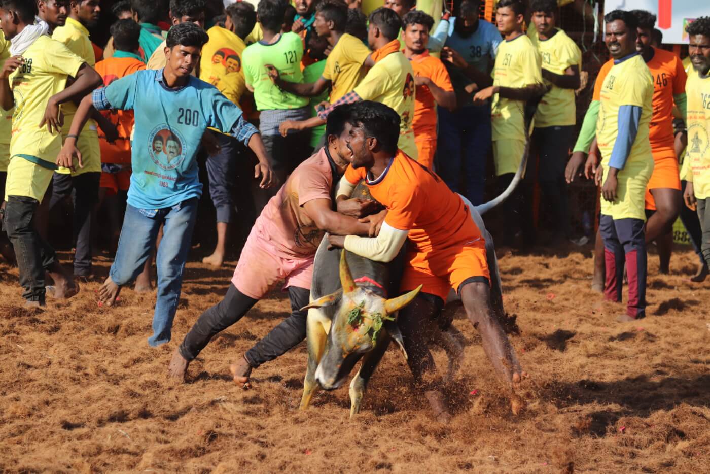 PETA India Moves Supreme Court With New Investigations Into Jallikattu, Kambala and Bull Races