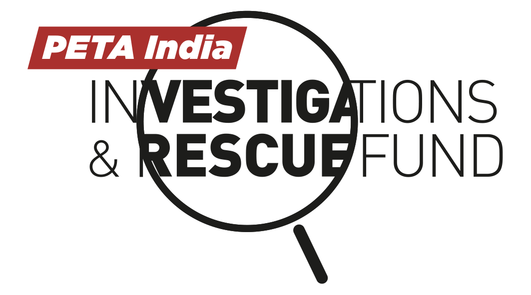 Will you help vulnerable puppies? Donate Now PETA India
