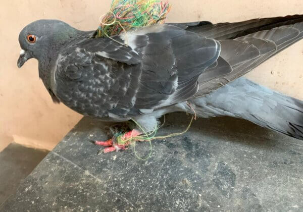 PETA इंडिया की अपील के बाद पंजाब सरकार ने ग्लास-लेपित मांझे के सभी रूपों पर प्रतिबंध लगाया
