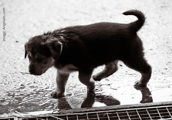 Tips to Help Animals During Rains