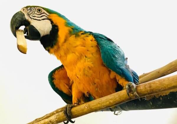 केरल उच्च न्यायालय ने PETA इंडिया कार्रवाई के माध्यम से बचाए गए पक्षियों की वापसी के लिए ग्रेट बॉम्बे सर्कस की याचिका खारिज की