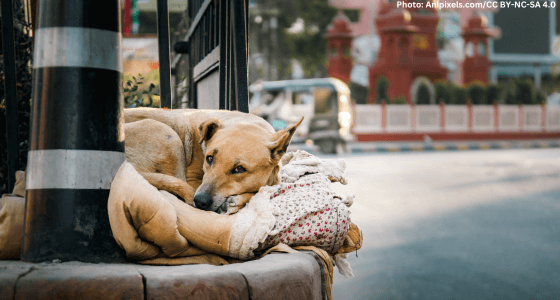 Tips to Help Animals During Rains