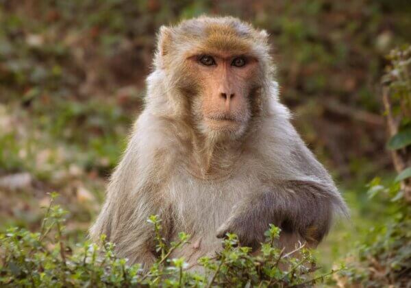 India’s Monkeys Threatened by Foreign Animal Experimenters Need Protection