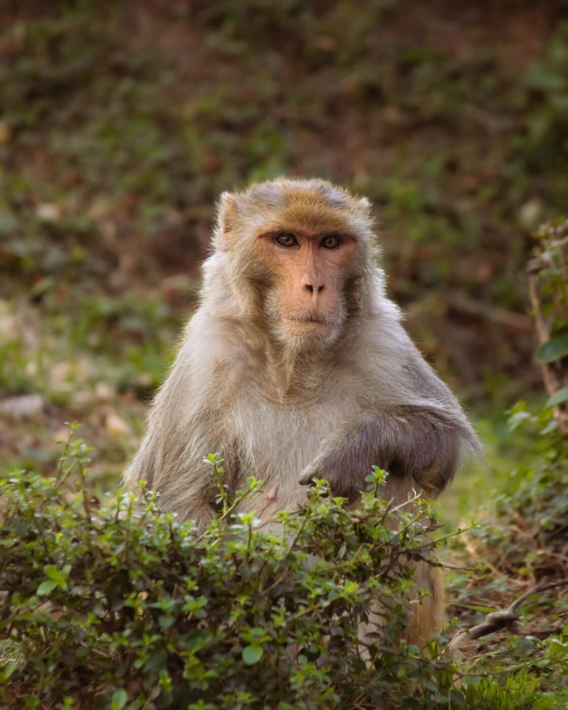 India’s Monkeys Threatened by Foreign Animal Experimenters Need Protection