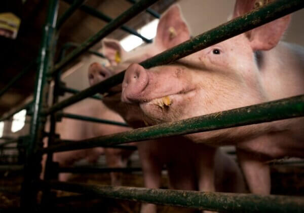 PETA इंडिया की अपील के बाद, चंडीगढ़ माता सूअरों को कैद में रखने वाले पिंजरों पर रोक लगाने वाले 24 राज्यों/केन्द्र शासित प्रदेशों में शामिल