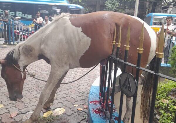 Horse Impaled on Fence at Maidan – Police File FIR After PETA India’s Complaint
