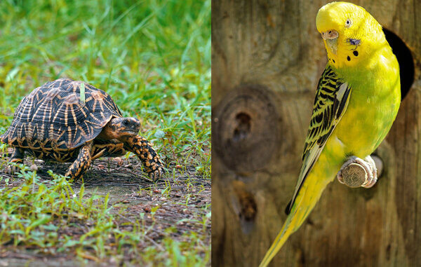 Illegally Held Indian Star Tortoises and Parakeet Rescued From Mumbai Apartment Following PETA India Complaint