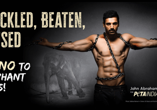 John Abraham ‘Shackled’, ‘Beaten’, and ‘Abused’ in PETA India Campaign Against Elephant Rides